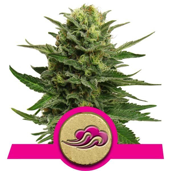 Royal Queen Seeds Blue Mystic Review