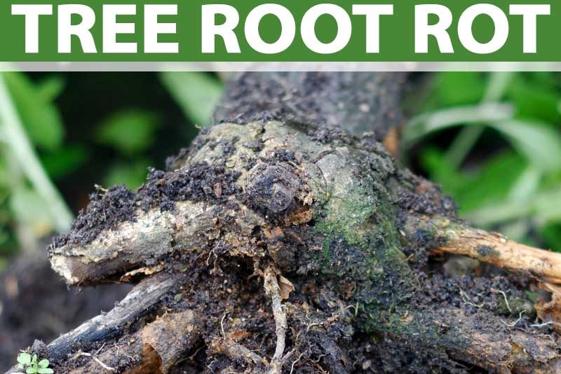 I FOUND OUT HOW ROOT ROT IS IDENTIFIED