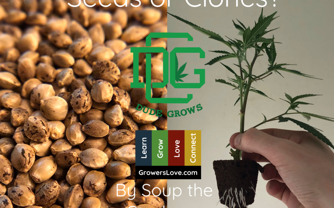 Seeds or Clones?  Pros and Cons