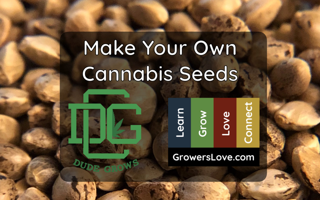 Make Your Own Cannabis Seeds