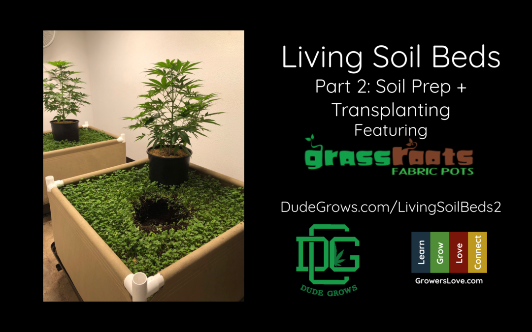 Living Soil Beds Part 2: Soil Prep + Transplanting