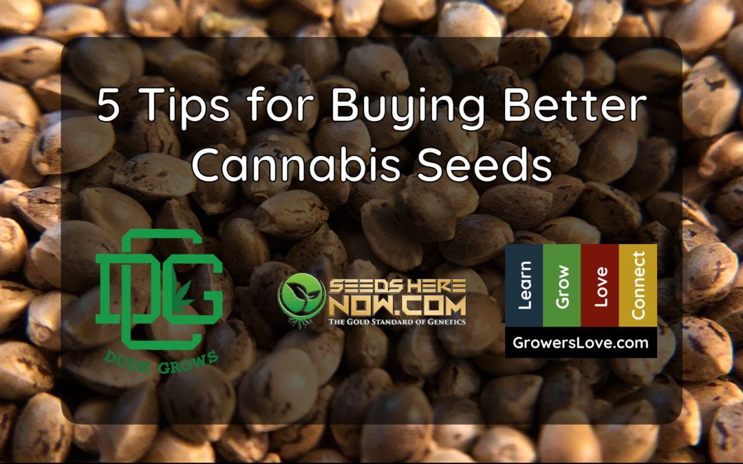 5 Tips for Buying Better Cannabis Seeds