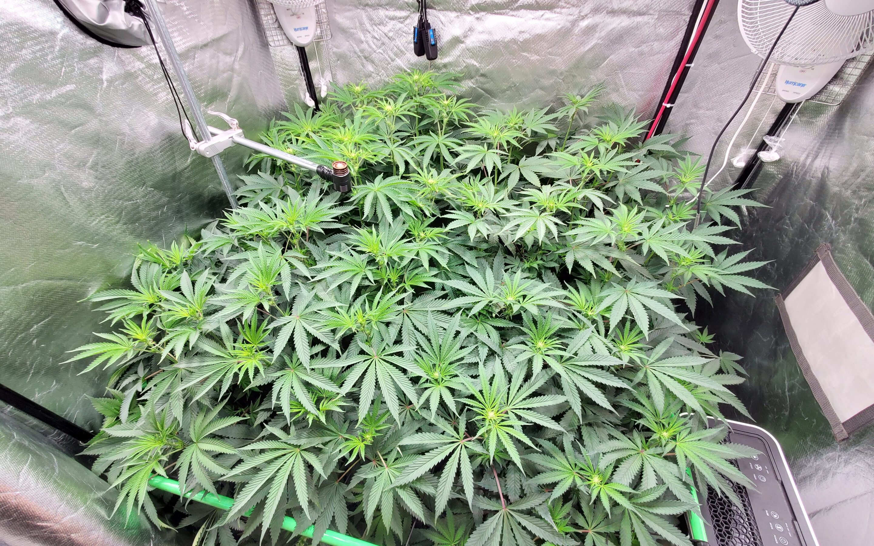 Rare RDWC grower joins!
