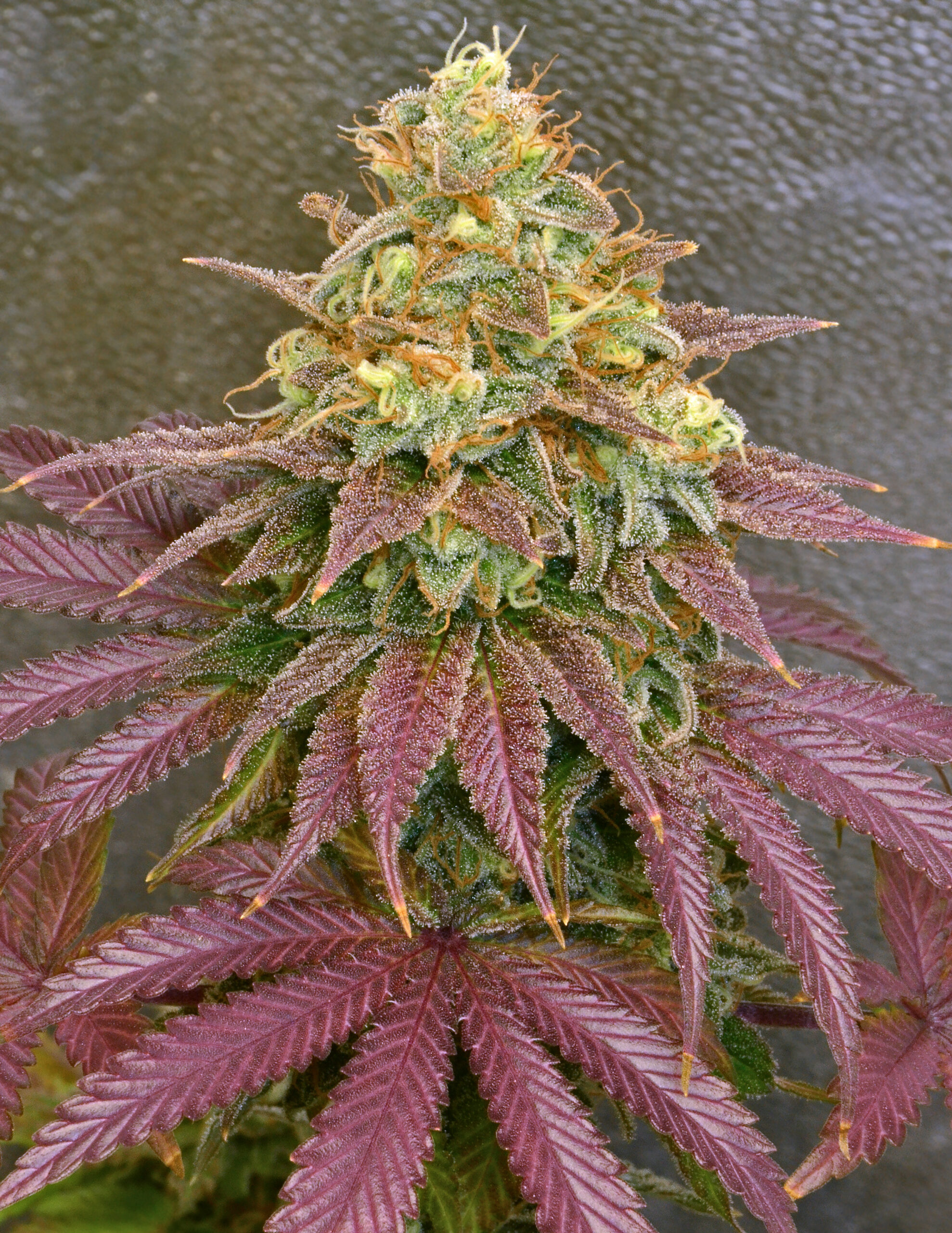 MK Ultra x “Pure Hindu Kush” from D.C. bred by me