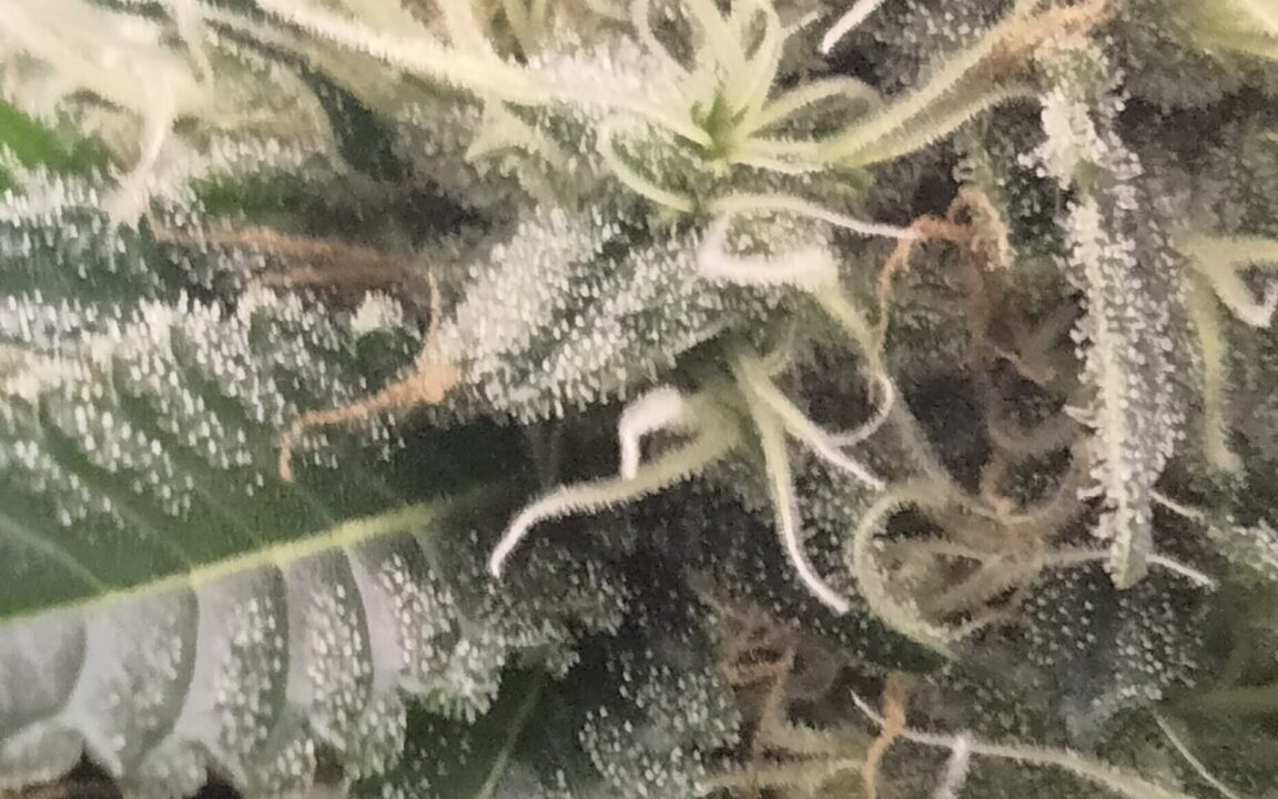 Should I keep going in last weeks of flower