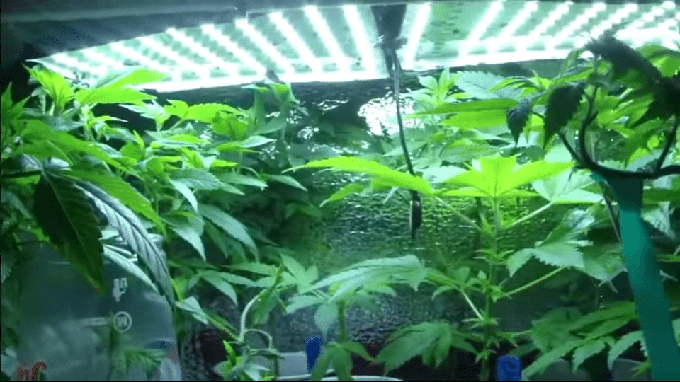 Micro Grow Box