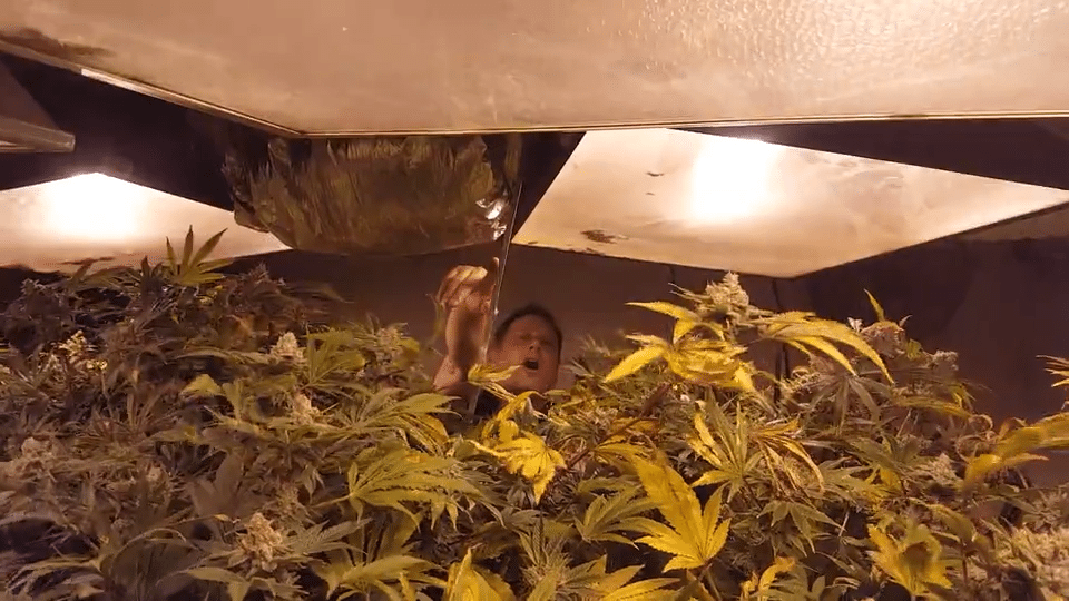 Scotty Hanging Out In The Grow Room