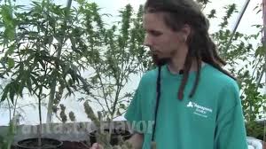Grower Sit In Potent Ponics Steve Talking Aquaponics, Jamaica and More